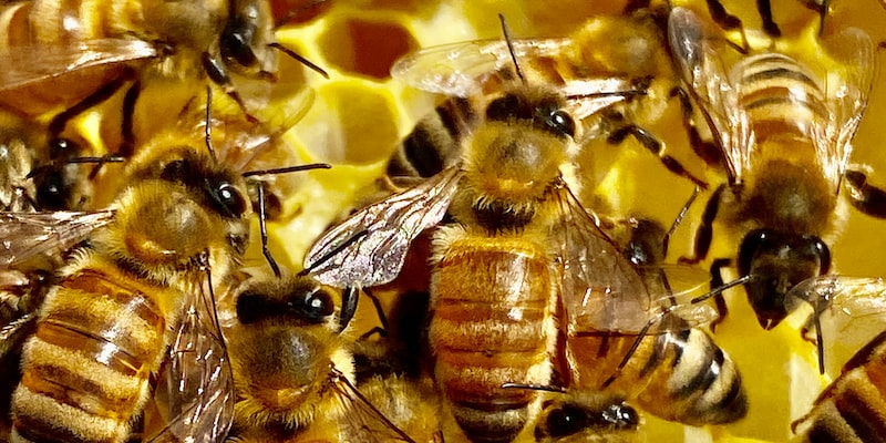 Как называются рабочие пчёлы в ульях, если они вообще называются?
